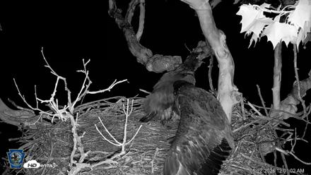 PA Farm Country Eagles Live Cams - May 22, 2026, 12:02am EDT