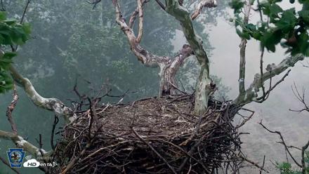 PA Farm Country Eagles Live Cams - Jun 6, 2026, 6:22pm EDT