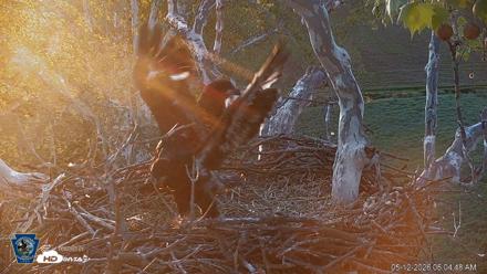 PA Farm Country Eagles Live Cams - May 12, 2026, 6:05am EDT