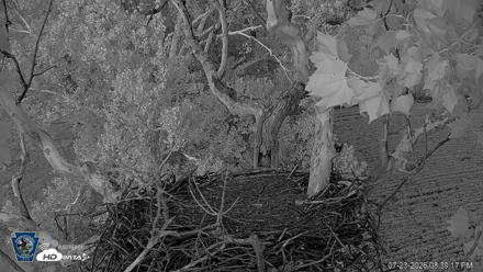 PA Farm Country Eagles Live Cams - Jul 23, 2026, 8:40pm EDT