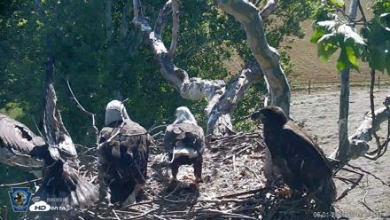 PA Farm Country Eagles Live Cams - Jun 1, 2026, 9:41am EDT