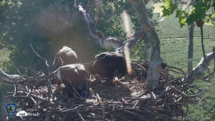 PA Farm Country Eagles Live Cams - May 20, 2026, 8:11am EDT