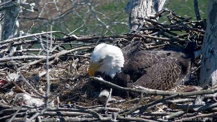 PA Farm Country Eagles Live Cams - Mar 24, 2026, 12:36pm EDT
