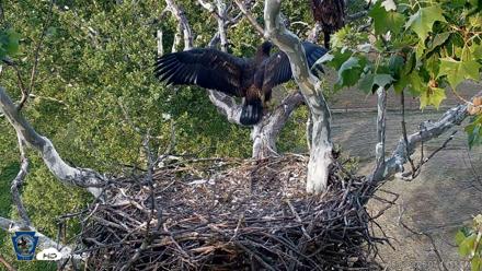 PA Farm Country Eagles Live Cams - Jun 1, 2026, 7:42pm EDT
