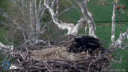 PA Farm Country Eagles Live Cams - Apr 30, 2026, 4:40pm EDT
