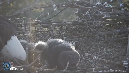 PA Farm Country Eagles Live Cams - Apr 12, 2026, 7:18am EDT