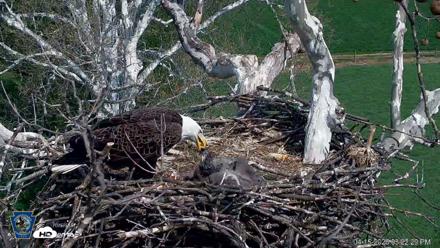 PA Farm Country Eagles Live Cams - Apr 15, 2026, 3:23pm EDT