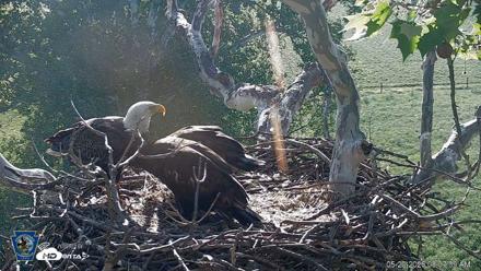 PA Farm Country Eagles Live Cams - May 20, 2026, 8:08am EDT