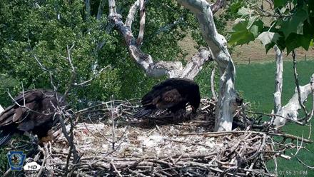 PA Farm Country Eagles Live Cams - May 26, 2026, 1:57pm EDT