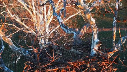 PA Farm Country Eagles Live Cams - Dec 3, 2025, 4:24pm EST