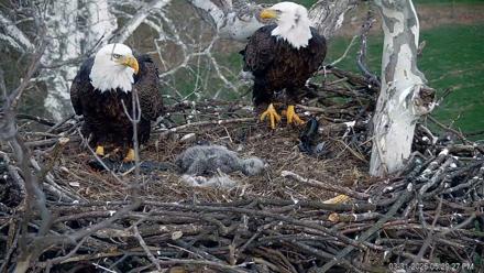 PA Farm Country Eagles Live Cams - Mar 31, 2026, 5:30pm EDT