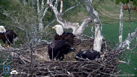 PA Farm Country Eagles Live Cams - May 14, 2026, 6:51pm EDT