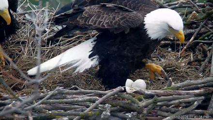 PA Farm Country Eagles Live Cams - Mar 12, 2026, 1:41pm EDT
