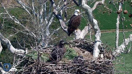 PA Farm Country Eagles Live Cams - Apr 21, 2026, 2:50pm EDT