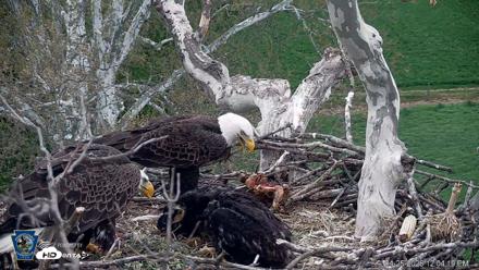PA Farm Country Eagles Live Cams - Apr 25, 2026, 12:05pm EDT