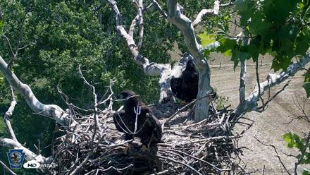PA Farm Country Eagles Live Cams - Jun 5, 2026, 12:05pm EDT
