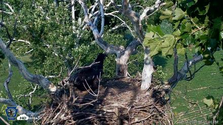 PA Farm Country Eagles Live Cams - Jul 14, 2026, 6:02pm EDT