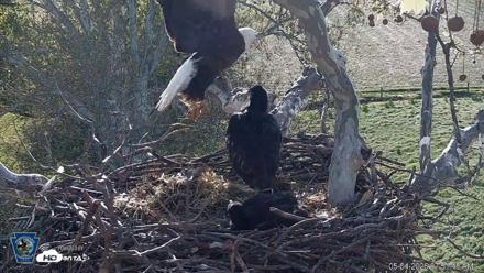 PA Farm Country Eagles Live Cams - May 4, 2026, 7:52am EDT