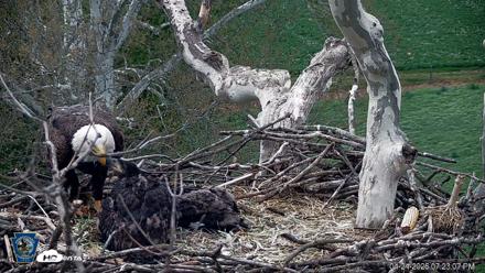 PA Farm Country Eagles Live Cams - Apr 24, 2026, 7:24pm EDT