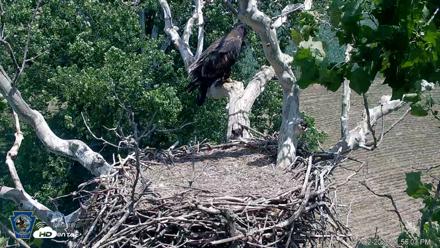 PA Farm Country Eagles Live Cams - Jul 2, 2026, 1:56pm EDT