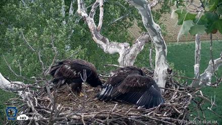PA Farm Country Eagles Live Cams - May 28, 2026, 6:50am EDT