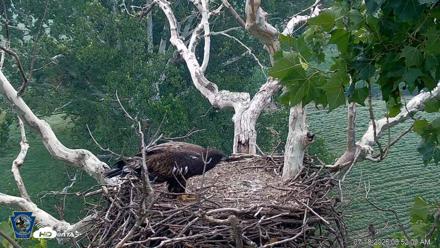 PA Farm Country Eagles Live Cams - Jul 18, 2026, 6:52am EDT