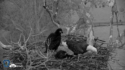 PA Farm Country Eagles Live Cams - Apr 30, 2026, 6:08am EDT