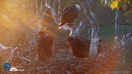 PA Farm Country Eagles Live Cams - May 12, 2026, 6:02am EDT