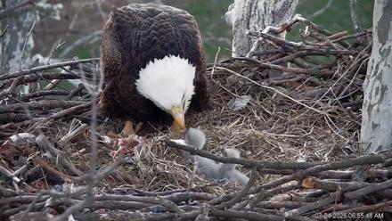 PA Farm Country Eagles Live Cams - Mar 24, 2026, 6:56am EDT