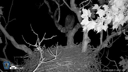 PA Farm Country Eagles Live Cams - Jul 9, 2026, 1:46am EDT