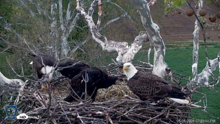 PA Farm Country Eagles Live Cams - May 5, 2026, 7:22pm EDT