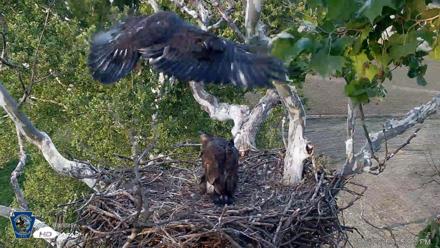 PA Farm Country Eagles Live Cams - Jun 1, 2026, 7:53pm EDT