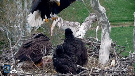 PA Farm Country Eagles Live Cams - Apr 29, 2026, 9:01am EDT