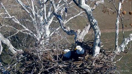 PA Farm Country Eagles Live Cams - Mar 1, 2026, 2:58pm EST
