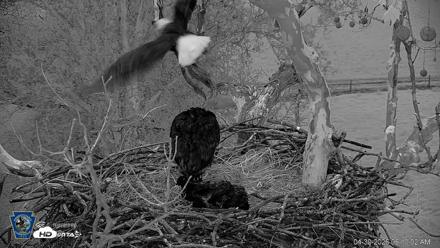 PA Farm Country Eagles Live Cams - Apr 30, 2026, 6:10am EDT