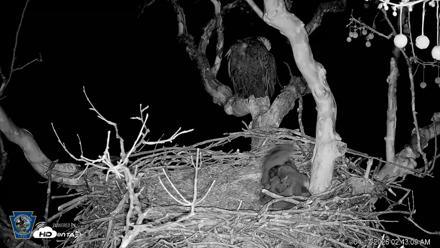 PA Farm Country Eagles Live Cams - Apr 17, 2026, 2:44am EDT