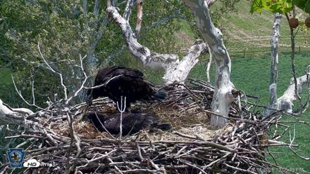PA Farm Country Eagles Live Cams - May 14, 2026, 12:06pm EDT