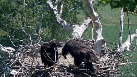 PA Farm Country Eagles Live Cams - May 19, 2026, 1:14pm EDT
