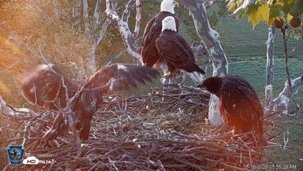 PA Farm Country Eagles Live Cams - May 16, 2026, 5:56am EDT