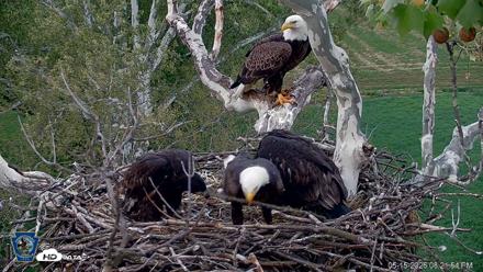 PA Farm Country Eagles Live Cams - May 15, 2026, 8:23pm EDT