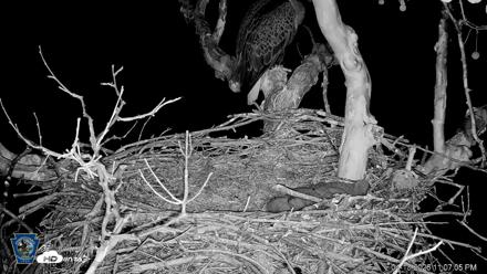 PA Farm Country Eagles Live Cams - Apr 13, 2026, 11:07pm EDT