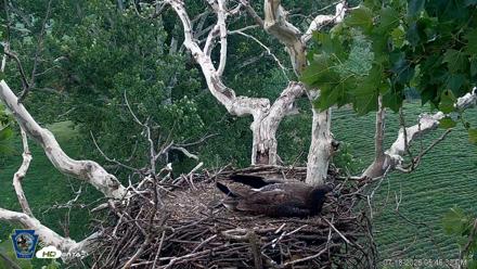 PA Farm Country Eagles Live Cams - Jul 18, 2026, 5:47pm EDT