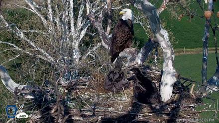 PA Farm Country Eagles Live Cams - Apr 22, 2026, 5:58pm EDT