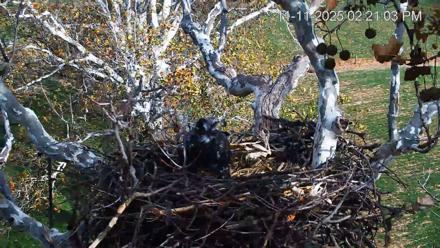 PA Farm Country Eagles Live Cams - Nov 11, 2025, 2:21pm EST