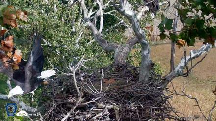 PA Farm Country Eagles Live Cams - Oct 12, 2026, 4:08pm EDT