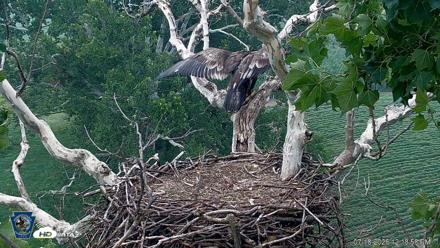 PA Farm Country Eagles Live Cams - Jul 18, 2026, 12:21pm EDT
