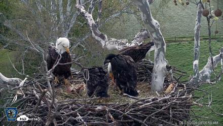 PA Farm Country Eagles Live Cams - May 3, 2026, 9:07am EDT