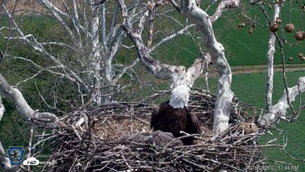 PA Farm Country Eagles Live Cams - Apr 16, 2026, 1:54pm EDT