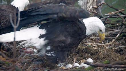 PA Farm Country Eagles Live Cams - Mar 16, 2026, 8:56am EDT