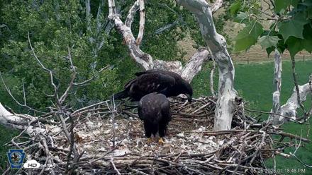 PA Farm Country Eagles Live Cams - May 26, 2026, 1:19pm EDT